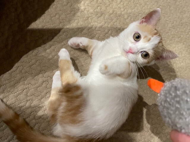 ゴロンゴロンしてたら言われるの…