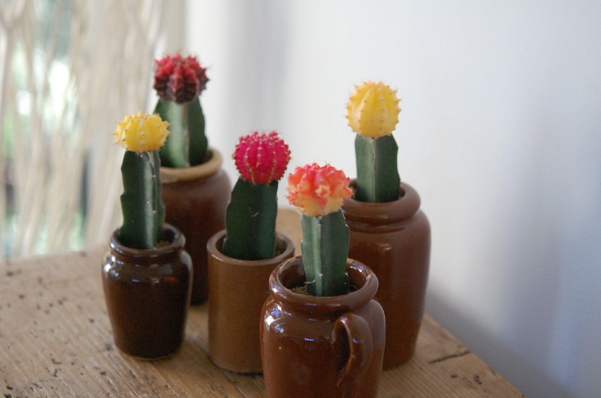 solxsol|Grafted cactus / 緋牡丹錦 / 可愛い蝋燭みたいな solxsol|Grafted cactus / 緋牡丹錦 / 可愛い蝋燭みたいな