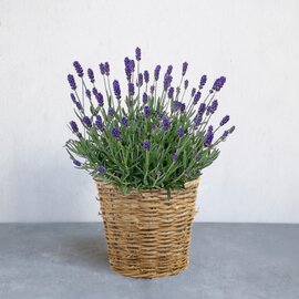 ex.｜【母の日ギフト2024】Lavender-ラベンダーの鉢植え-