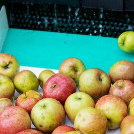 リンゴリらっぱ｜自家農園産有機リンゴ使用 リンゴジュース【180ml 小瓶】