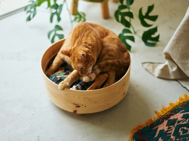どれが好み?/オルネコアイテムで猫にもくつろぎ時間を どれが好み?/オルネコアイテムで猫にもくつろぎ時間を