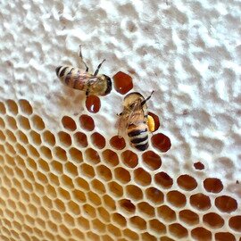 蜂蜜 / ワヤヤナ養蜂