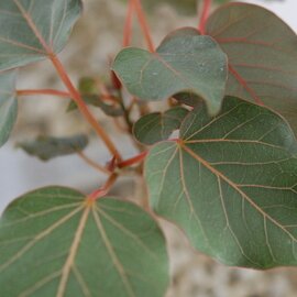 solxsol｜夜光キリン Euphorbia phosphorea と フィカス ペティオラリス Ficus petiolaris