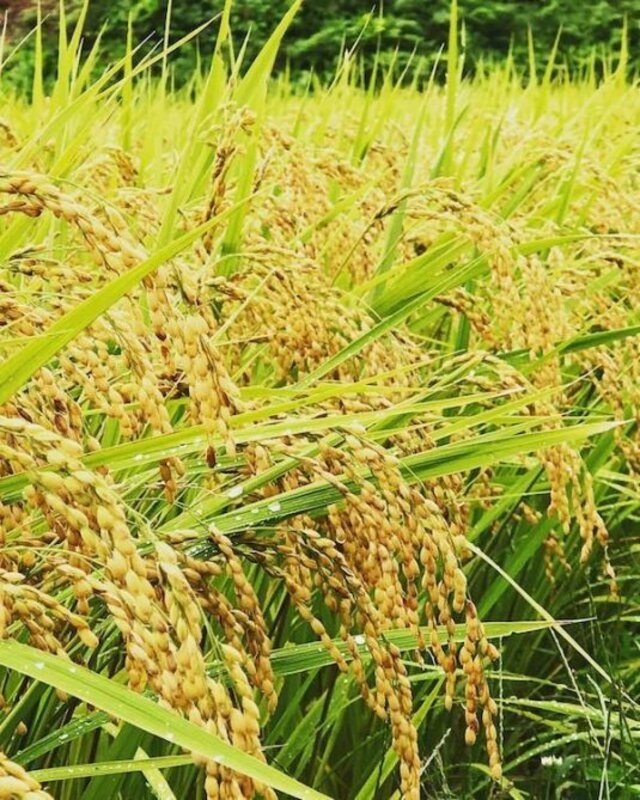 ぬくぬくのぬかのお米と糠はこの田んぼでとれたもの。今年も台風に負けず絶品の新米が収穫できたそう。