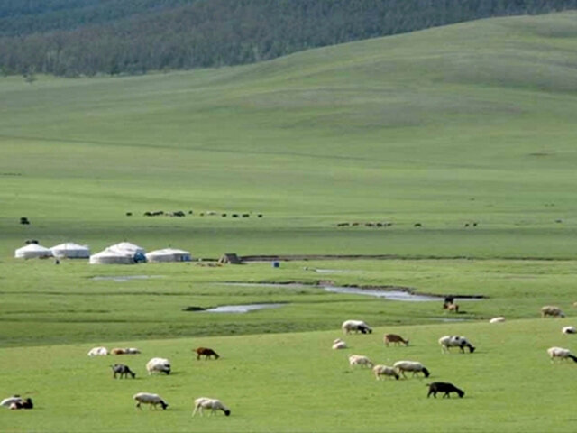 広大な草原でのびのびと暮らしているカシミヤヤギたち。寒暖の差が激しく、良質な自然水がたっぷりとあると、質の良いカシミヤが育つのだそうです。