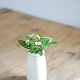 solxsol｜花が可愛い花キリン / アンティークの器との組み合わせで特別な一鉢を