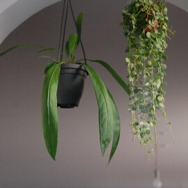 solxsol｜葉が長〜くなる珍しい品種 / Anthuriium ビッタリフォリウム（プラスチックのハンギングの鉢）