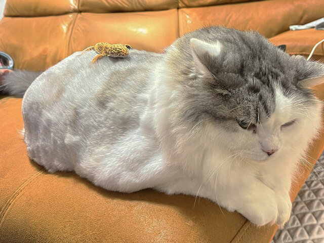 でもオレの毛は勝手に剃られる。