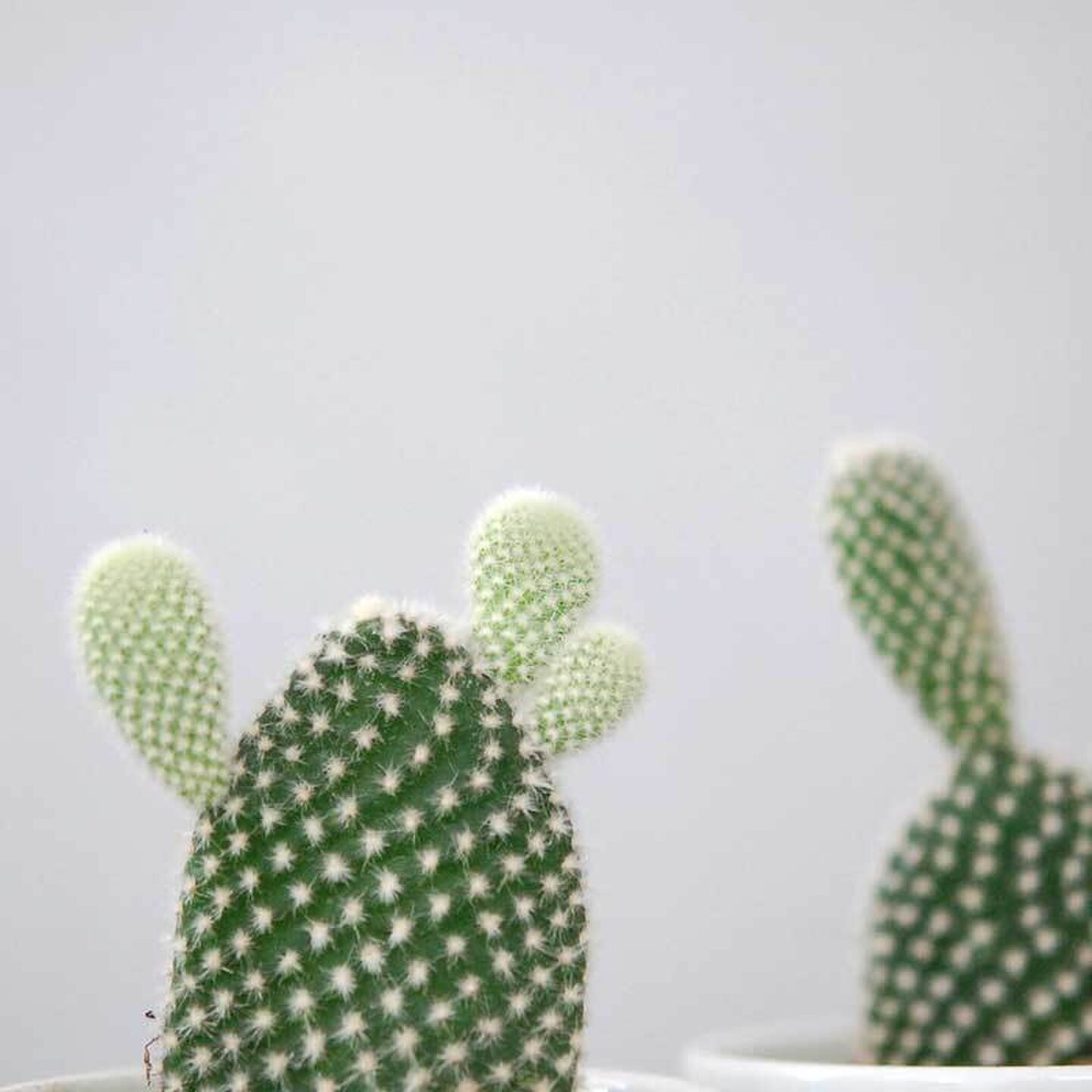 Solxsol 象牙団扇 白桃扇 Opuntia Solxsol ソルバイソル キナリノモール Solxsol 象牙団扇 白桃扇 Opuntia Solxsol ソルバイソル キナリノモール