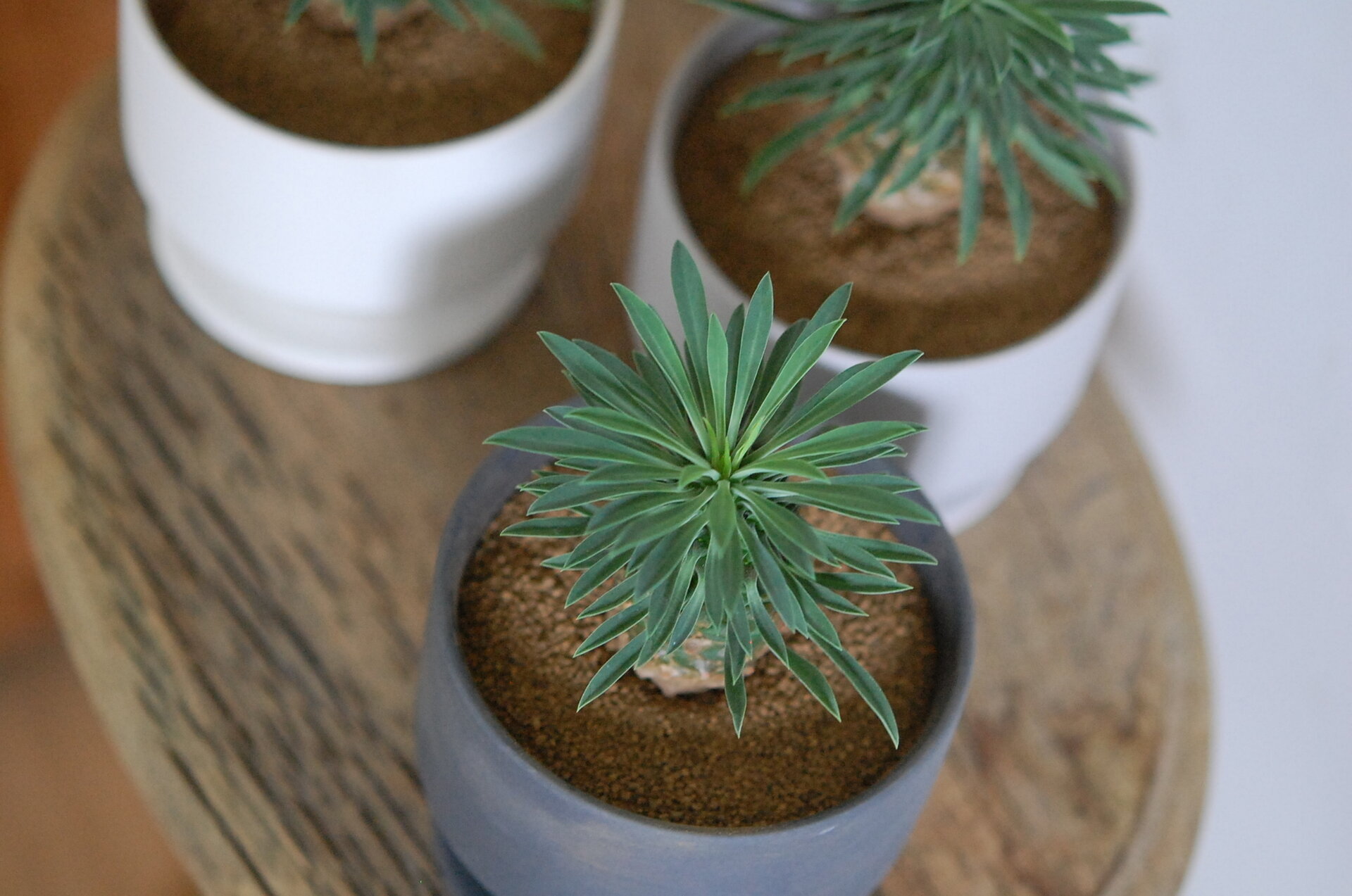 solxsol|パイナップルみたいな可愛い植物!Euphorbia 蘇鉄麒麟 solxsol|パイナップルみたいな可愛い植物!Euphorbia 蘇鉄麒麟