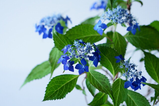 （やがて藍色の花を咲かせます。）