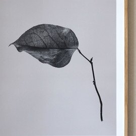 Paper Collective｜Sabi Leaf