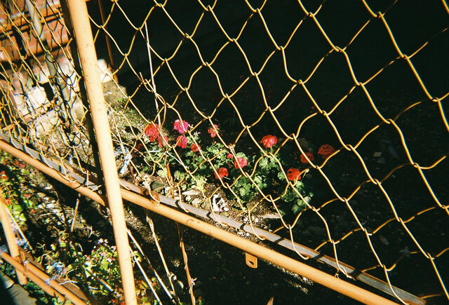 使用フィルム:富士フイルム SUPERIA PREMIUM 400/フラッシュなし