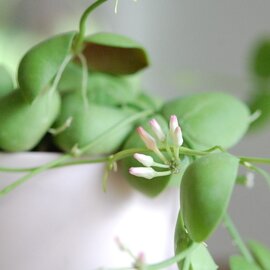 solxsol｜観葉植物 Dischidia インブリカータ x マットポット