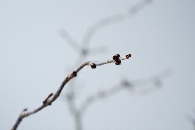 （枝先の蕾はまだ固く、春を待っています。）