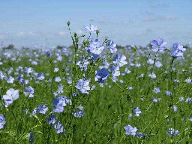リネンは、フラックスという一年草から採られる繊維。6月頃に青くてかわいらしい花を咲かせます