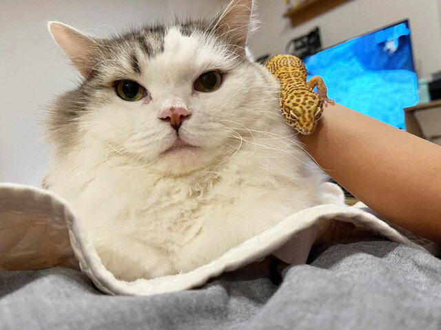 この相棒、月イチ自分で脱皮をくり返す。