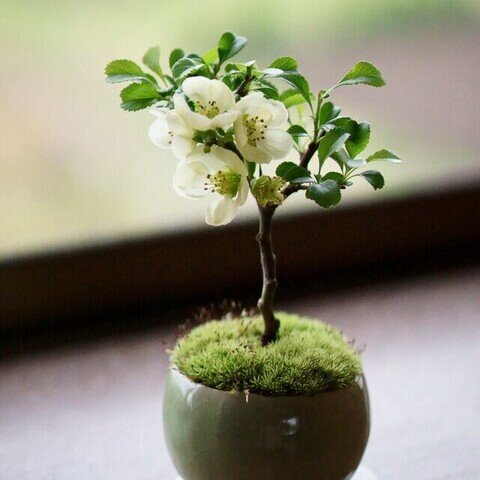 石木花|長寿梅|白花|M|【受け皿セット】