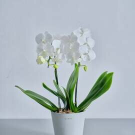 AND PLANTS|【母の日】胡蝶蘭ミディ 2本立 Table-M 白