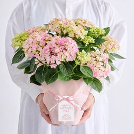 AND PLANTS|【母の日】アジサイ 星あつめ