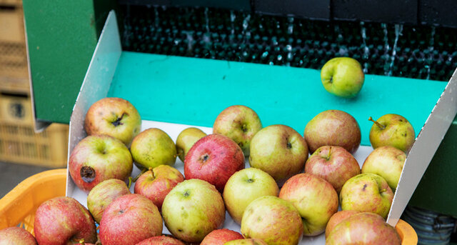 リンゴリらっぱ｜自家農園産有機リンゴ使用 リンゴジュース【180ml 小瓶】