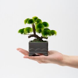 Floyd|盆栽小鉢♯B / Floydセレクト