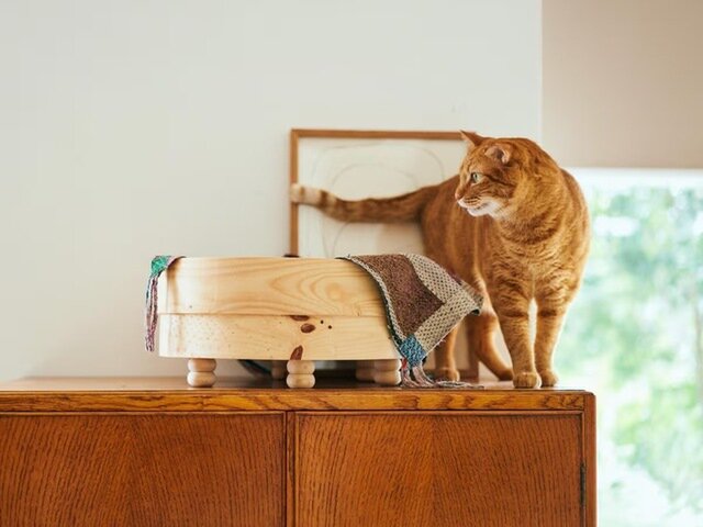 どれが好み?/オルネコアイテムで猫にもくつろぎ時間を どれが好み?/オルネコアイテムで猫にもくつろぎ時間を