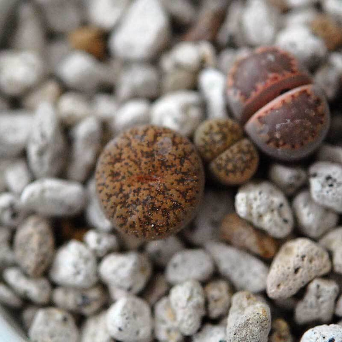 Solxsol リトープス Mix Lithops Solxsol ソルバイソル キナリノモール Solxsol リトープス Mix Lithops Solxsol ソルバイソル キナリノモール