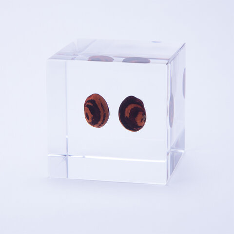 ウサギノネドコ|Sola cube カイマメ