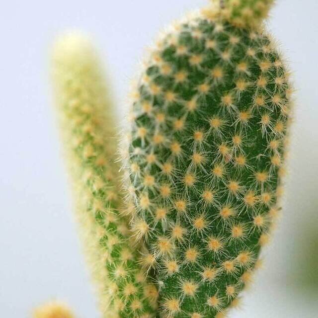 Solxsol 黄棘象牙団扇 Opuntia Solxsol ソルバイソル キナリノモール Solxsol 黄棘象牙団扇 Opuntia Solxsol ソルバイソル キナリノモール