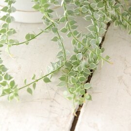 solxsol｜ディスキリア・ミリオンハート/ Dischidia ruscifolia variegata 