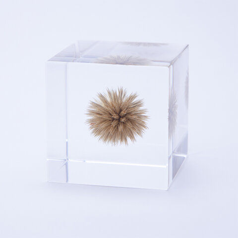 ウサギノネドコ|Sola cube ルリタマアザミ