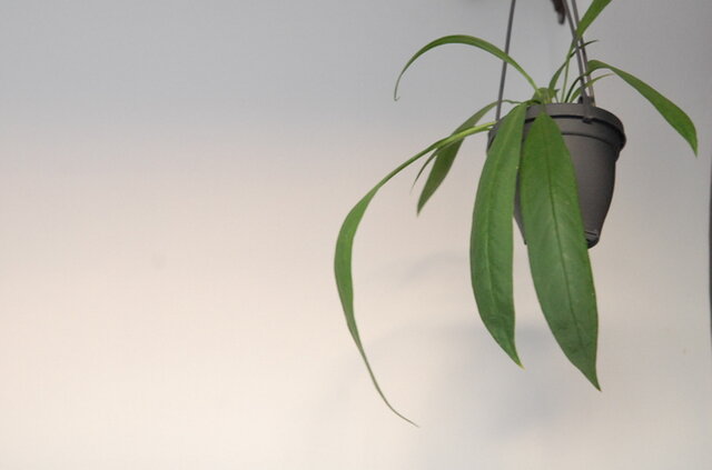 solxsol｜葉が長〜くなる珍しい品種 / Anthuriium ビッタリフォリウム（プラスチックのハンギングの鉢）