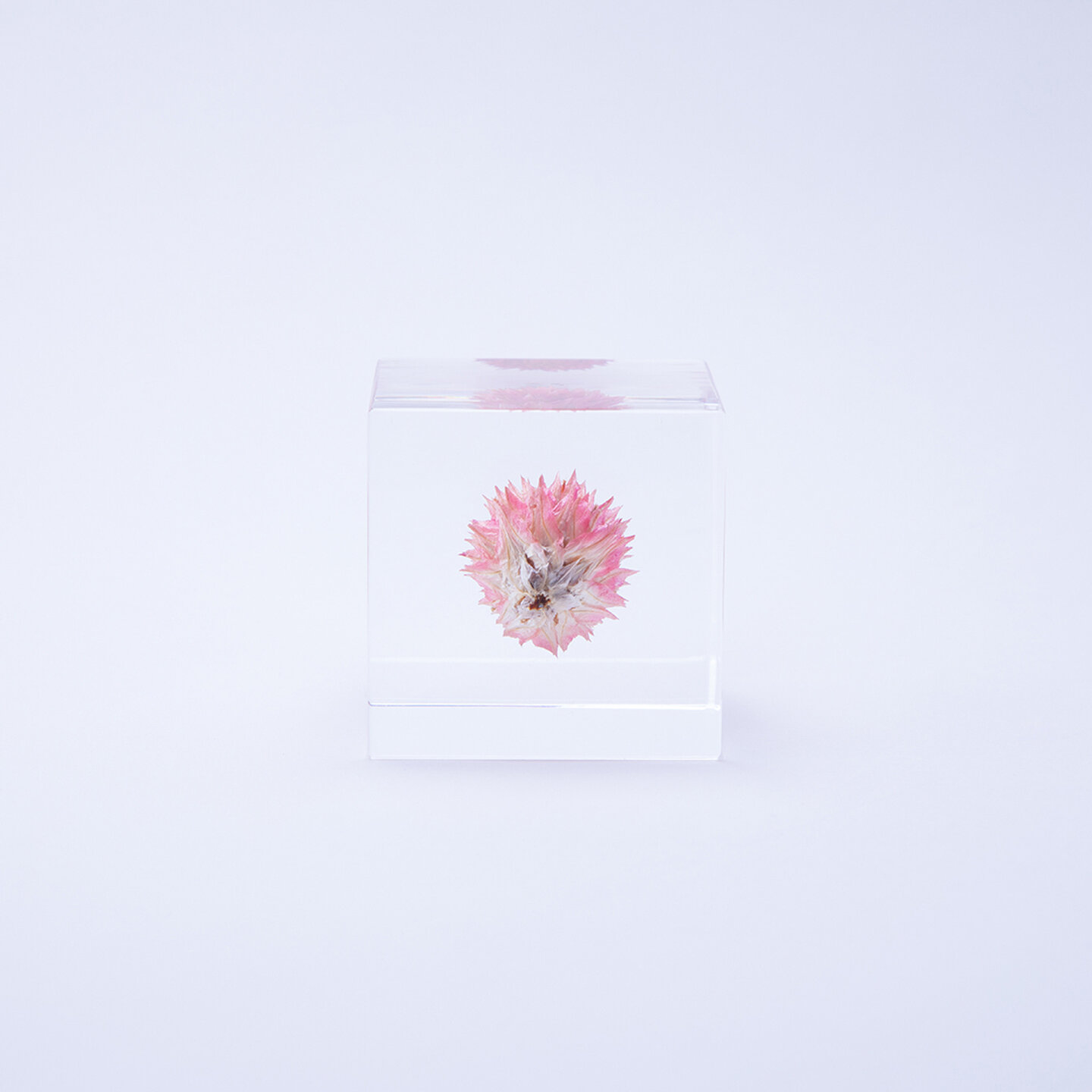 ウサギノネドコ Sola Cube センニチコウ ウサギノネドコ ウサギノネドコ キナリノモール ウサギノネドコ Sola Cube センニチコウ ウサギノネドコ ウサギノネドコ キナリノモール