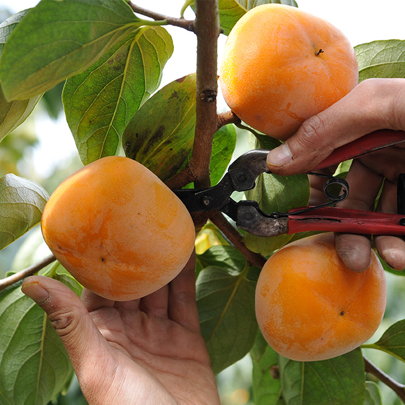 温室たねなし柿 約3.75kg 14～20玉 贈答規格 和歌山・奈良県産中心 ギフト最適なハウス栽培！甘み豊かな旬の高級フルーツ 