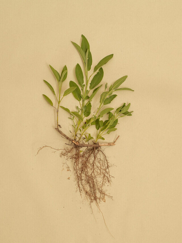 セージ
主要成分:フラボノイド(ルテオリン)、ツヨン、タンニン、ロスマリン酸
セージの学名 Salvia officinalis は、「救う、助ける」という意味のラテン語 salvare、「薬用の」という意味のラテン語 officinalis が由来と言われています。
「セージが育つ場所で人はどうして死ぬことができようか」
これはアラビアの書物にある言葉ですが、古くから信頼されていた植物であるということが伺えます。