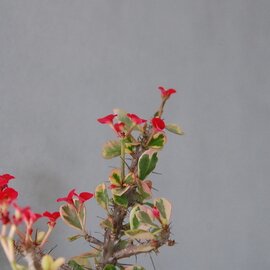 solxsol｜ギフトにもおすすめ / 赤い花とマーブルな葉が綺麗な多肉植物 / 斑入り姫麒麟 x ゴブレットポット