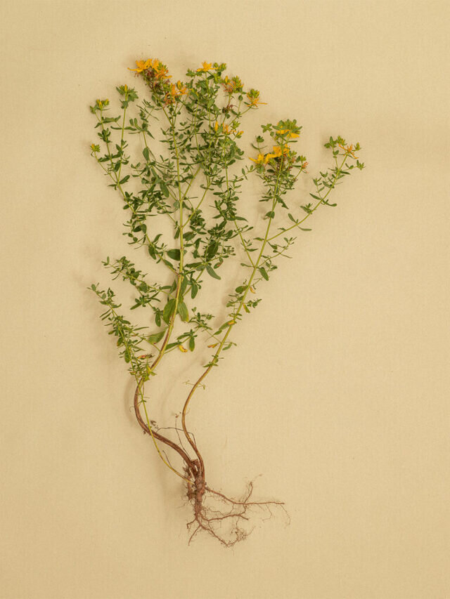 セントジョンズワート
主要成分:ヒペリシン、フラボノイド(クエルセチン)、タンニン
黄色い小さな花を咲かせるセントジョンズワート。
切り傷の治療薬として使用されてきた歴史があり、肉眼で精油成分や有効成分(ヒペリシン)を見ることが出来る珍しいハーブです。
花びらをよく見ると茶色・赤・ 黒などの点々や線がありますが、これらがその成分となります。
*まれに日光や紫外線照射による紅斑などの光過敏症が起こることがあります。肌につけてすぐ紫外線を浴びることは避け、お出かけの際は必ず日焼け止めを塗布してください。