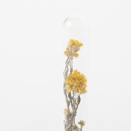 PICUS/HERBARIUM BRASS GLASS DOME & FLOWER VASE SOLID