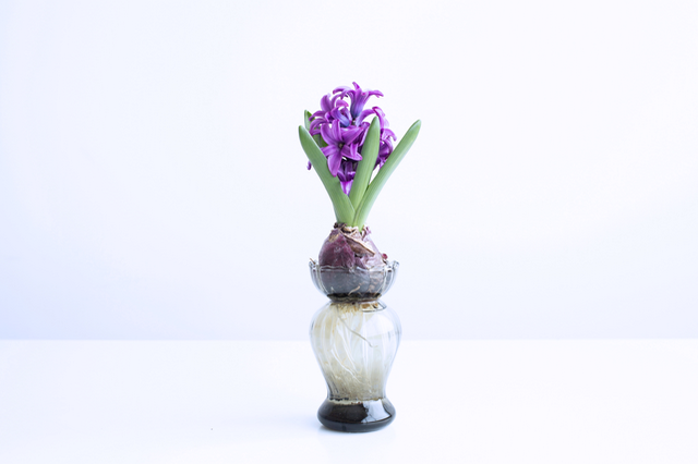 ヒヤシンスの花が咲いた姿も、こんなに美しく。花瓶の中央部分がクリアなため、すくすく育つ根っこの成長も毎日愛おしく観察することができます。
