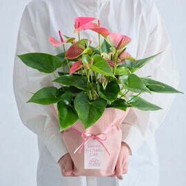 AND PLANTS|【母の日】アンスリウム Table-L ピンク