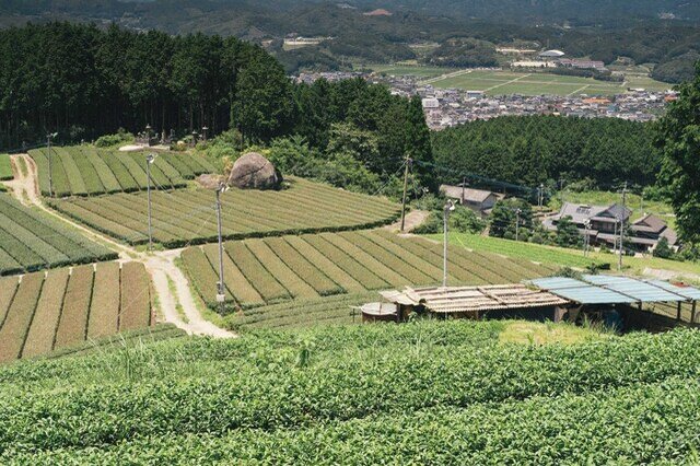 佐賀県嬉野は銘茶の産地。緑豊かな山間に美しく整備されたお茶畑が広がっています。