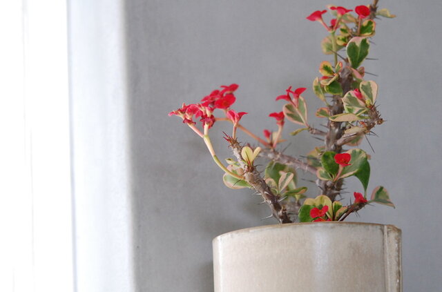 solxsol｜ギフトにもおすすめ / 赤い花とマーブルな葉が綺麗な多肉植物 / 斑入り姫麒麟 x ゴブレットポット
