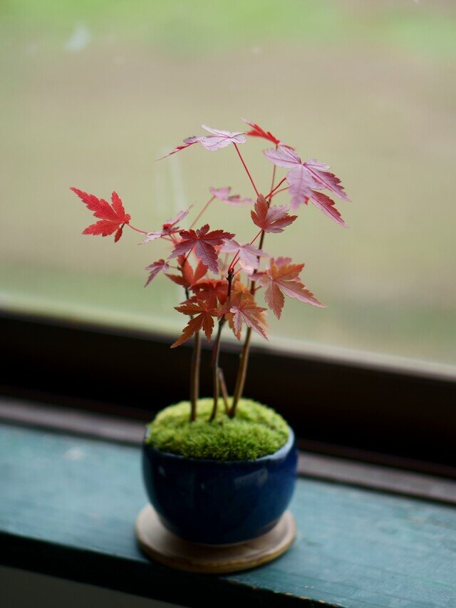 （秋には、紅葉してお部屋を彩ります。）