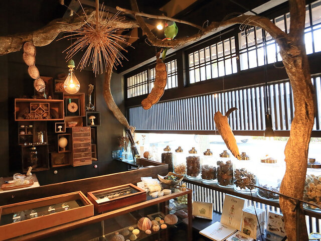 京都にお店を構える「ウサギノネドコ」。Sola cubeなどの「標本プロダクツ」の他、世界中から収集された標本が展示販売されています。ミセの2階は、昭和初期の京町家を改築した1日1組限定の素泊まりの宿になっています。隣には、博物館のような空間でゆったり過ごせるカフェも。

Sola cubeを手にして自然の美しさを再発見できたなら、今度は「ウサギノネドコ」の世界観に浸ってみるのもいいかもしれません。