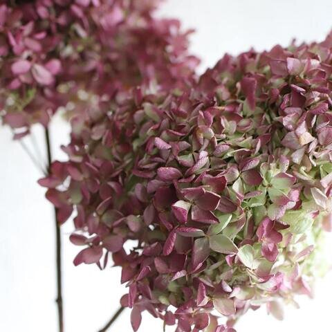 土と風の植物園｜［ドライフラワー］紫陽花 秋色ミナヅキ