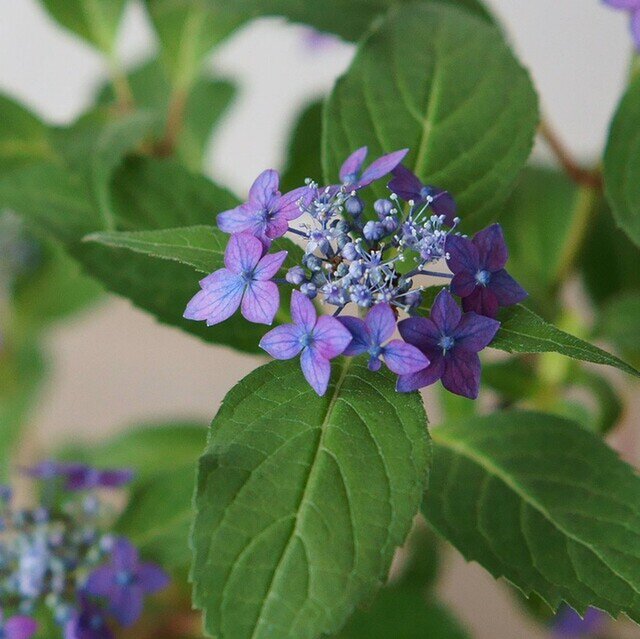（あじさいらしい、藍色の花を咲かせます）