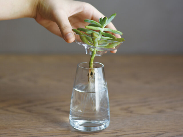 多肉植物やサボテンなど、繊細な植物に直接触れることなく、水の交換が可能です。