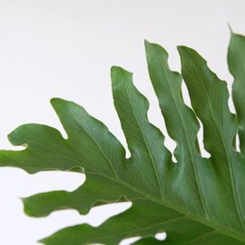 solxsol｜セロウム /マハラジャ / グラキリス / 白鳥 / ペクチニフェラ　多肉植物・サボテン・観葉植物