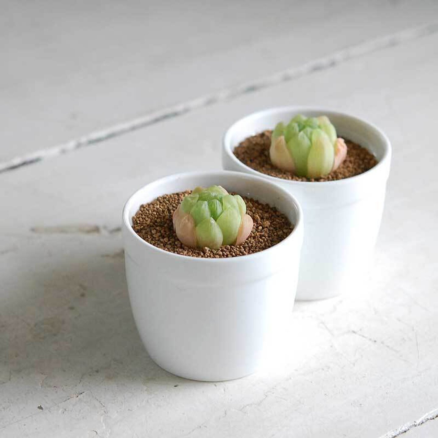 Solxsol 大粒グリーンオブツーサ Haworthia Solxsol ソルバイソル キナリノモール Solxsol 大粒グリーンオブツーサ Haworthia Solxsol ソルバイソル キナリノモール